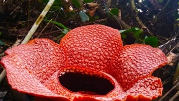 Lima Bunga Rafflesia Arnoldi Mekar di Bengkulu