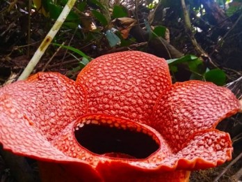 Lima Bunga Rafflesia Arnoldi Mekar di Bengkulu