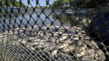 IKAN PETANI KERAMBA MATI MENDADAK