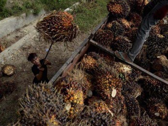 Riau Masih Perjuangan Dana Bagi Hasil Sawit kepada Daerah Penghasil