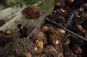 Riau Masih Perjuangan Dana Bagi Hasil Sawit kepada…