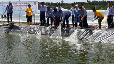 Kabupaten Mempawah, Kalimantan Barat, Panen Udang Vaname