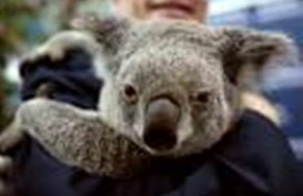 Kebakaran Hutan Australia: Koala Terancam Punah