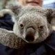 Kebakaran Hutan Australia: Koala Terancam Punah