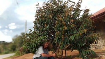 Kuota Inden Durian Pogog Hampir Habis