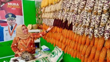 Musi Banyuasin Kembangkan Varietas Jagung Ketan