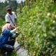 Kemenkop dan UKM Gandeng Startup Garap Lahan Perhutanan Sosial