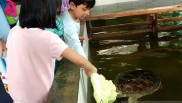 Penangkaran Penyu di Sukabumi Jadi Tujuan Wisata Edukasi