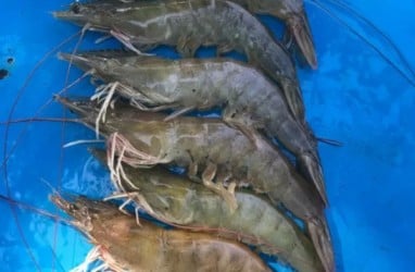 Petambak Udang Optimistis Produksi Membaik pada Tahun Ini