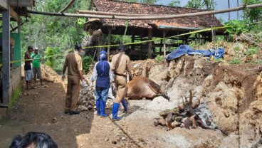 Kecamatan Ponjong Positif Antraks, Kasus Sapi Mati Mendadak Meluas di Gunungkidul 