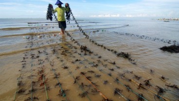 KKP Anggarkan Rp4 Miliar untuk Bibit Kultur Jaringan Rumput Laut