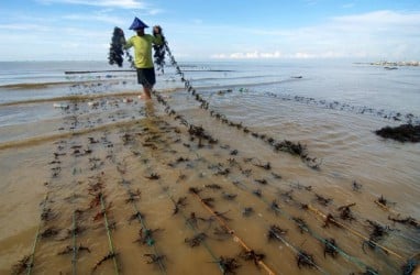 KKP Anggarkan Rp4 Miliar untuk Bibit Kultur Jaringan Rumput Laut