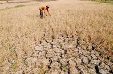 Pemprov Jateng Siapkan Asuransi untuk Lahan Puso Akibat Banjir