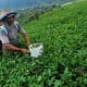 Peningkatan Produksi Teh Terkendala Lahan yang Terus Berkurang