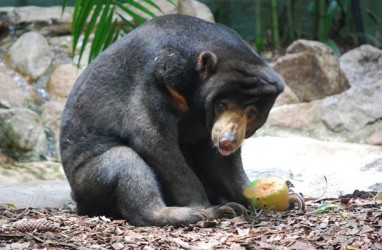 BKSDA Sumbar Selamatkan Beruang Madu yang Terjerat Perangkap