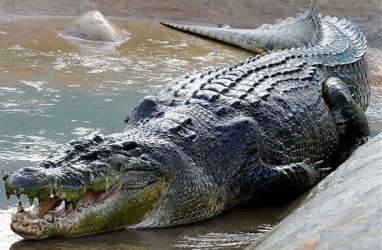Seekor Buaya Muara Bertelur Dekat Permukiman Warga di Agam Sumbar