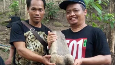 Warga Indramayu Temukan Fosil Gajah Purba, Begini Bentuknya