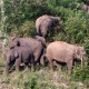 Seekor Gajah Sumatra Liar Masuk Perkarangan SD di Bener Meriah