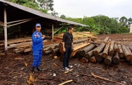 Polisi Sita 850 Batang Log dan Kayu Olahan Ilegal