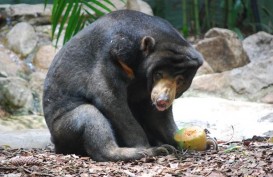 Seekor Beruang Jantan Tanpa Lengan Dilepasliarkan di Ketapang