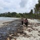 Limbah Minyak Mencemari Kawasan Pantai Bintan