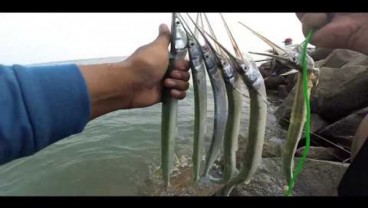 Ngeri! Siswa SMP Diserang Ikan Cenro di Leher