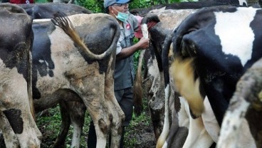 Antisipasi Wabah Antraks, Boyolali Vaksinasi Ribuan Hewan Ternak