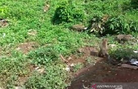 Kawanan Monyet dari Gunung Ciremai Serbu Rumah dan Lahan Warga