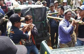 Harimau Masuk Perangkap di Muara Enim Dievakuasi ke Lampung