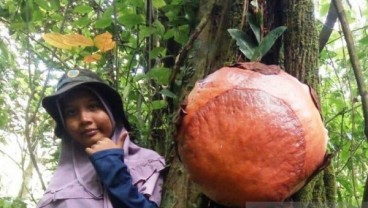 Langka! Bunga Bangkai Menempel di Akar Pohon Medang