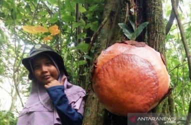 Langka! Bunga Bangkai Menempel di Akar Pohon Medang