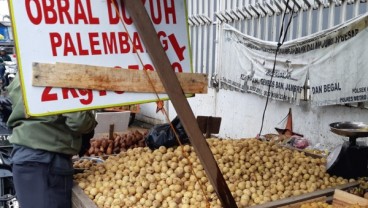 Sudah Musimnya, Ayo Berburu Duku Palembang di Kramat Jati