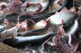 Produksi Ikan Patin dan Lele Diprediksi Naik di Atas 20 Persen