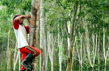 Wabah Gugur Daun Karet di Sumsel Mulai Terkendali