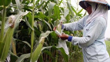 Bolmong Genjot Produksi Jagung