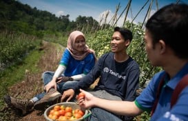 Yuliati Senang TaniHub Serap Panen Stroberi Asli Bali