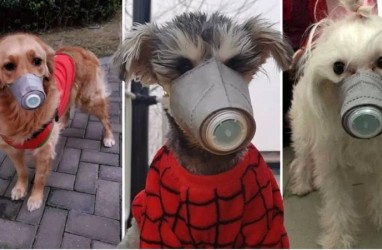 Cegah Penularan Virus Corona, Anjing di China Pakai Masker