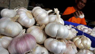 Pengusaha : Kisruh Impor Bawang Putih Mengadang   