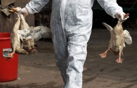 Wabah Flu Burung Merebak di Hunan China, 18.000 Ayam Dimusnahkan