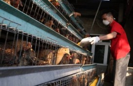 Wabah Virus Corona Belum Reda, China Digempur Flu Burung