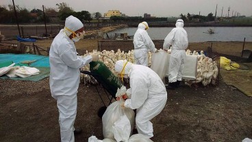 Virus Flu Burung H5N1 di China Bisa Menular ke Manusia