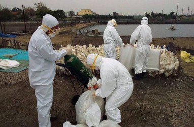 Virus Flu Burung H5N1 di China Bisa Menular ke Manusia