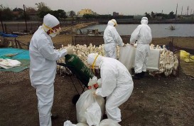 Virus Flu Burung H5N1 di China Bisa Menular ke Manusia