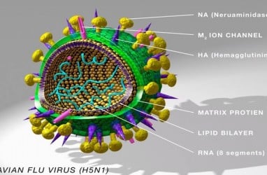 Apa Itu Virus Flu Burung H5N1? Kenali Gejala, Penularan ke Manusia dan Pencegahannya