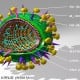 Apa Itu Virus Flu Burung H5N1? Kenali Gejala, Penularan ke Manusia dan Pencegahannya