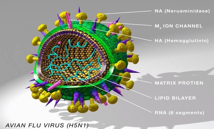Apa Itu Virus Flu Burung H5N1? Kenali Gejala, Penularan ke Manusia dan Pencegahannya