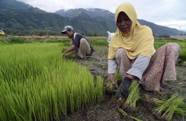 Pemkab Lebak Instruksikan Gerakan Percepatan Tanam