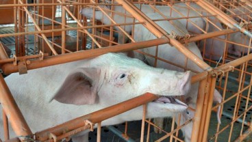 Kematian 808 Ekor Babi di Bali Akibat African Swine Flu