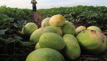 Izin Impor Belum Keluar, Pasokan Importir Buah dan Sayur Menipis