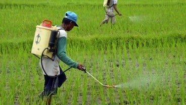 Sawah di Karawang Terancam Serangan Hama Tikus